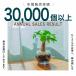 �S�[���f���|�g�X �������ϗt�A�� �{�� �n�C�h���J���`���[ �n�[�g�̗t���� ������� �~�j �J�X�j�� ���k�͔|�y�R�[�X�^�[�t���z �֘A�摜4