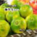 �ɑ����݂��� �ɑ��� ���Q���Y �����o�� �݂��� M�`2�k ��10���� ���� �V�� ��������