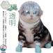  кошка для маска намордник foot с чехлом прозрачный домашнее животное маска космос headgear намордник "дышит" кошка ветеринарный воротник вентиляция кошка .. кусачки для ногтей инструмент для оказания помощи . починка простой 