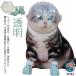  кошка для маска намордник капот с чехлом прозрачный домашнее животное маска космос headgear намордник "дышит" кошка ветеринарный воротник вентиляция кусачки для ногтей инструмент для оказания помощи уголок уборка легкий в использовании удобный 