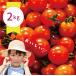  сельское хозяйство . прямая поставка мини помидоры [. клей ](2kg) сахар раз 7~8 свежий .. длина Tokushima производство Petit Toma to кислота тест ..72-197RZ сахар раз 