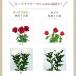 �L�[�v�E�t�����[ ���� 10ml�~100�� �֘A�摜2