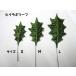  osmanthus heterophyllus leaf, Christmas accessory, Christmas decoration, Christmas tree, Christmas tapestry, Christmas small articles making 