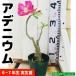 atenium реальный сырой рассада 6~7 год цветение АО 12~15cm pot . obi Hanaki 