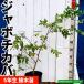 jabochi бегемот рассада контактный дерево рассада 5 год сырой . obi фруктовое дерево рассада 