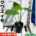  Alocasia odora (.. клубень ) рассада 21cm pot декоративное растение 
