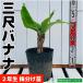  три сяку banana рассада АО разделение рассада 2 год сырой 21cm pot . obi фруктовое дерево рассада 