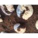 [ limitation 30 pcs ] domestic production rhinoceros beetle larva female 1 pcs 200 jpy 