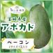 [11 month middle . about .. sequential shipping ][ free shipping ] Miyazaki production avocado [ bacon ]L size (300g~349g)×1 sphere entering [ domestic production avocado ][ domestic production fruit ][ fruit gift ]