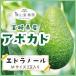 [11 month middle . about .. sequential shipping ][ free shipping ] Miyazaki production avocado [ Ed lano-ru]M size (250g~299g)×2 sphere entering [ domestic production avocado ][ domestic production fruit ][ fruit gift ]