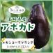 [8 месяц последняя декада примерно .. последовательный отправка ] Miyazaki производство авокадо [ Mexico -la grande ]S~M размер (200g~299g)×2 шар ввод [ местного производства авокадо ][ местного производства фрукты ][ фрукты подарок ]