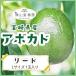 [3 month middle . about .. sequential shipping ][ free shipping ] Miyazaki production avocado [ Lead ]L size (300g~349g)×1 sphere entering [ domestic production avocado ][ domestic production fruit ][ fruit gift ]