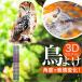���悯�O�b�Y �ʔ� ������ �t�N���E�^���悯 �J���X�΍� �J���X���ރO�b�Y ��U��t�N���E ���΍�O�b�Y �h�� �Q�� �n�g ���悯 �� �� �x�����_ �e���X