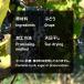 ���f�̃m���I�C�����[�Y�� 700g �J���t�H���j�A�Y �m���I�C�� �����s�g�p ���Y���m���I�C��  �������� �H���@�� �S�� �|���t�F�m�[�� ���� �֘A�摜1