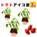  мини помидоры Aiko рассада 3 шт. комплект реальный сырой рассада .. распродажа посадочная машина начинающий тоже ..... огород болезнь .. сильный сельское хозяйство место прямая поставка 9cm pot 