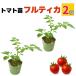  полный TIKKA помидор рассада 2 шт. комплект реальный сырой рассада .. в продаже шар фрукты помидор начинающий тоже ..... огород болезнь .. сильный сельское хозяйство место прямая поставка 9cm pot 