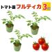 полный TIKKA помидор рассада 3 шт. комплект реальный сырой рассада .. в продаже шар фрукты помидор начинающий тоже ..... огород болезнь .. сильный сельское хозяйство место прямая поставка 9cm pot 