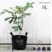  цветочный горшок roots сумка 8L диаметр 21cm нетканый материал производства горшок покрытие посадочная машина садоводство зеленый интерьер огород декоративное растение . корень растения суккулентное растение 4 номер 5 номер для 