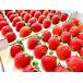 Nagano префектура легкий .. производство лето осень клубника [.....]1 коробка [300g×2 tray ]