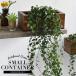 CT катализатор контейнер маленький мюленбекия искусственная зелень модный симпатичный подарок дезодорация антибактериальный FG744-61112