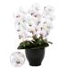  photocatalyst . butterfly orchid ( artificial flower. . butterfly orchid ) celebration also . butterfly orchid se lease W/AB,....* conditions attaching 
