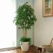  photocatalyst decorative plant human work decorative plant large, light. comfort . pakira 1.8m planting attaching [ interior * fake green ]