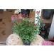  роза мини роза клубника .3 номер pot 1 АО ( рассада роза рассада товар форма. цветение, обрезка, лист ... cycle клубника .)26