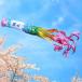  koinobori Tokunaga коинобори . мир модифицировано изначальный память Sakura способ дуть . сток 1.5m одиночный наименование товара inserting *. inserting оплачивается отдельно 