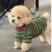 [ наша компания популярный ] собака одежда короткий рукав полоса рисунок распределение цвета легкий "дышит" мягкий симпатичный надеты .... выпадение шерсть меры собака окантовка cut and sewn домашнее животное одежда 