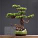  интерьер зеленый высококлассный иммитация . покупатель бонсай украшение? горшок .. смысл . покупатель бонсай декортивный элемент человеческий труд декоративное растение 