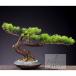  интерьер зеленый высококлассный иммитация . покупатель бонсай украшение горшок .. смысл . покупатель бонсай декортивный элемент человеческий труд декоративное растение 