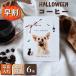  скидка за ранний заказ! Halloween кофе 6 штук входит фотография ввод подарок карниз кофе . распределение . для маленький подарок 
