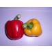  domestic production paprika Ooita prefecture prefecture production M~L size 2 piece entering ( red, yellow color )
