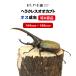 [ Hercules oo Kabuto imago male Special A class goods 144~146 millimeter ( Hercules Hercules )] foreign product rhinoceros beetle insect organism pet in present 
