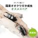 【国産 オオクワガタ 成虫 オスメスペア Lサイズ】 クワガタ 昆虫 飼育 ブリード 生体 ペット