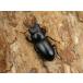 yan олень Prosopocoilus inclinatus 30 мм ** пара No.1592