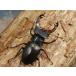 ���[���b�p�~���}��2�ߗc��3�� No.2165 �֘A�摜1