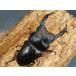�I�I�N���K�^�i�\���Y�j��2�ߗc��3���@No.810 �֘A�摜1