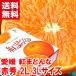  подарок по случаю конца года подарок Ehime префектура производство .. какой красный превосходящий 2L.3L размер 2.7kg
