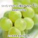 автомобиль in мускат превосходящий товар 3kg вид есть .. house нет пестициды . земля 8 сломан . пестициды нет химия удобрение культивирование 6~9. Fukuoka префектура рисовое поле . круг производство виноград 7 месяц последняя декада ~9 месяц сверху . бесплатная доставка 