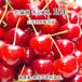 Sato . превосходящий товар 2L 350g специальный культивирование вишня Yamagata префектура восток корень город производство . пестициды нет химия удобрение 6 месяц средний .~6 месяц последняя декада утро .. этот день отправка бесплатная доставка 