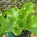  lettuce зеленый ue-b9cm pot рассада leaf lettuce 