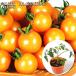  реальный сырой мини помидоры orange Pal che 9cm pot рассада 