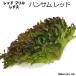  lettuce рукоятка Sam красный 9cm pot рассада leaf lettuce 