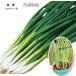  лук порей 9 статья futoshi 9cm pot рассада лук-батун 