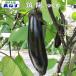  контактный . дерево баклажан .... для 10.5cm pot рассада ..