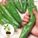 pi licca la jumbo красный острый перец удача уголок ji low 9cm pot рассада перец стручковый 