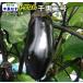  контактный . дерево баклажан .. нет тысяч обе номер 2 10.5cm pot рассада ..