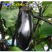  реальный сырой баклажан .. нет тысяч обе номер 2 10.5cm pot рассада ..