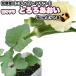  абельмош [......]9cm pot рассада | цветок абельмош 